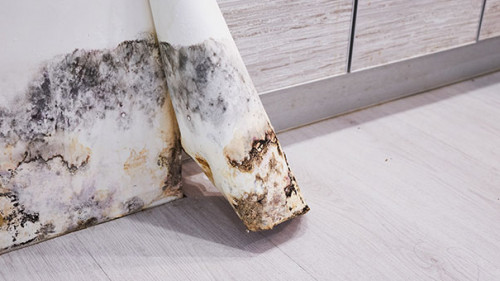 Tapete-Schimmel-218238870-AS-yavdat