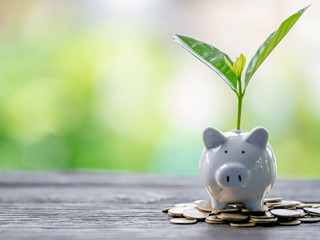 Pflanze-Sparschwein-Muenzen-286213107-AS-EKKAPON