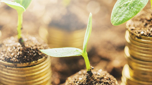 Triebe-auf-Muenzstapeln-218772488-AS-BillionPhotos-com