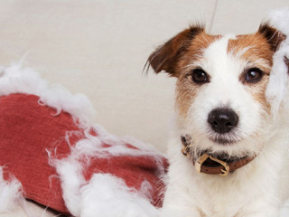 Hund-zerstoert-Kissen-301235972-AS-Sandra