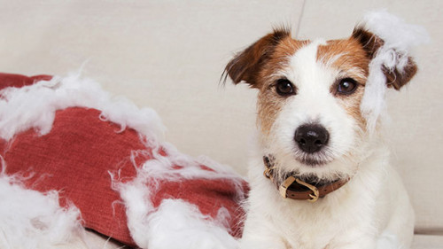 Hund-zerstoert-Kissen-301235972-AS-Sandra