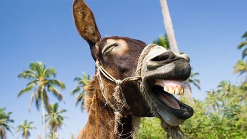 Esel-176786131-AS-mexitographer