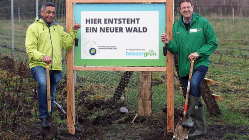 Bessergruen-Waldpflanzen-2-2019-NV