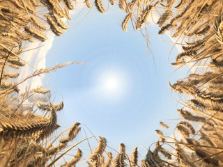 Getreide-67907598-FO-Rheingucken