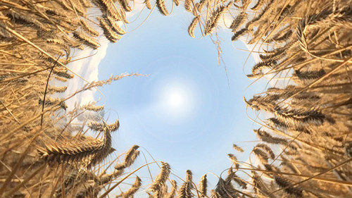 Getreide-67907598-FO-Rheingucken