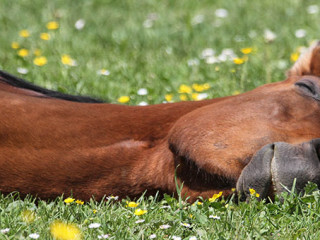Pferd-liegend-4457022-PB-deinSein