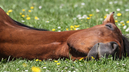 Pferd-liegend-4457022-PB-deinSein