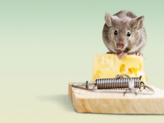 Maus-Kaese-Falle-116707982-FO-BillionPhotos-com