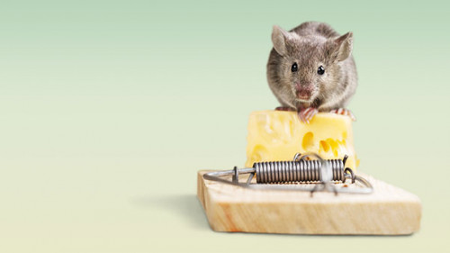 Maus-Kaese-Falle-116707982-FO-BillionPhotos-com