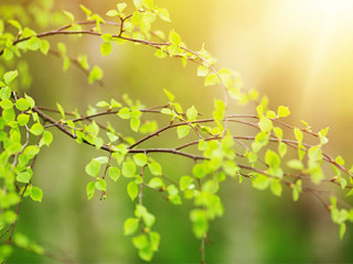 Ast-194265110-AS-candy1812