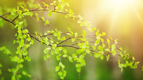 Ast-194265110-AS-candy1812