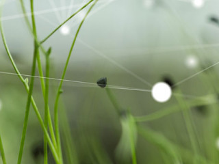 Gras-Netzwerk-126030239-FO-vegefox-com