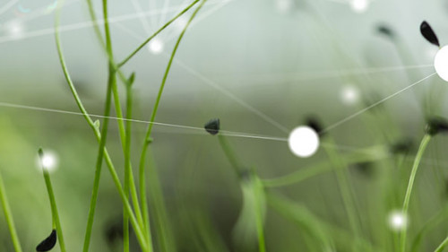 Gras-Netzwerk-126030239-FO-vegefox-com