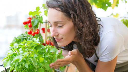 Frau-Balkon-Tomaten-167426752-AS-Production-Perig
