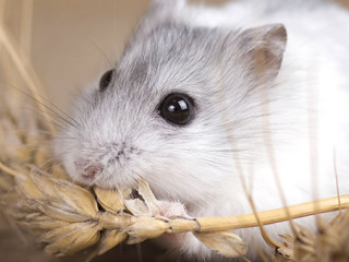 Hamster-115423067-AS-fantom-rd