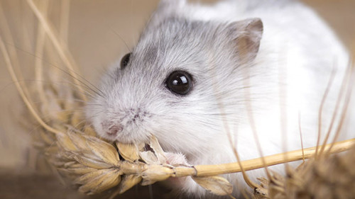 Hamster-115423067-AS-fantom-rd