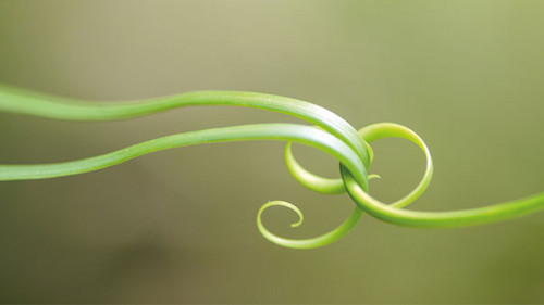 Pflanzen-315675057-AS-linjerry