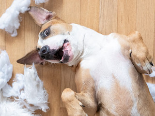 Hund-Kissenreste-261352055-AS-Photoboyko