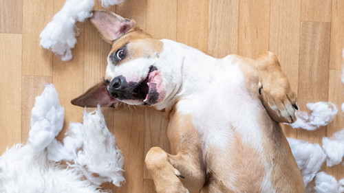 Hund-Kissenreste-261352055-AS-Photoboyko