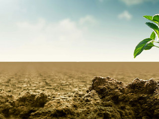 Pflanze-trockene-Erde-174181177-AS-Nmedia