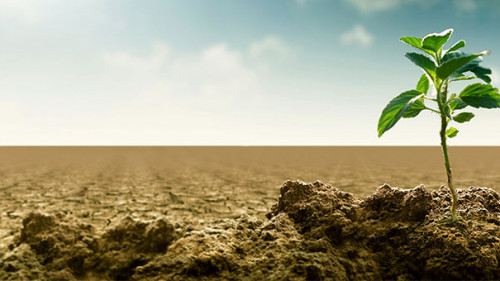 Pflanze-trockene-Erde-174181177-AS-Nmedia