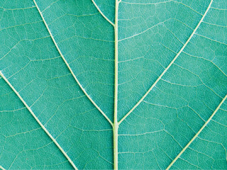 Blatt-138694316-AS-ananaline