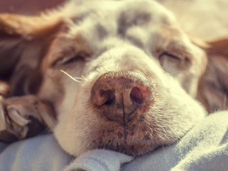 Hund_103916445_FO_lpictures