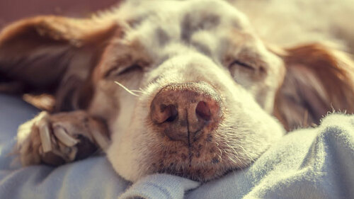 Hund_103916445_FO_lpictures