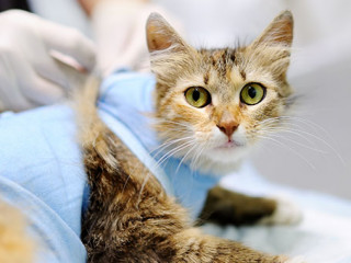 Katze-Operation-196948644-AS-Maria-Sbytova