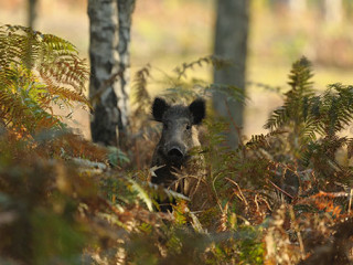 Wildschwein-im-Wald-36732331-AS-wojciech-nowak