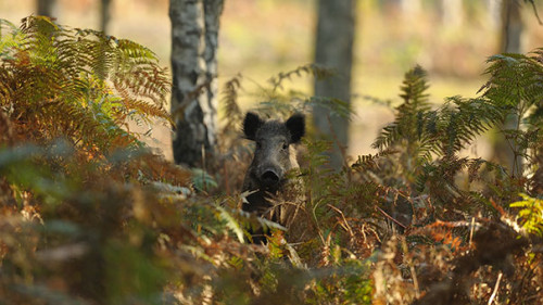 Wildschwein-im-Wald-36732331-AS-wojciech-nowak
