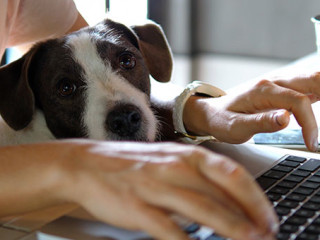 Frau-Laptop-Hund-310224025-AS-di-media