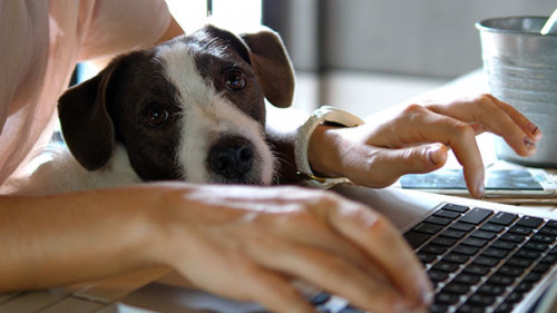 Frau-Laptop-Hund-310224025-AS-di-media