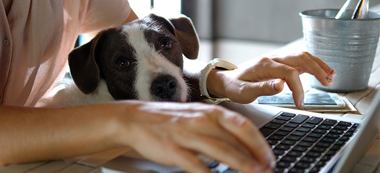 Frau-Laptop-Hund-310224025-AS-di-media