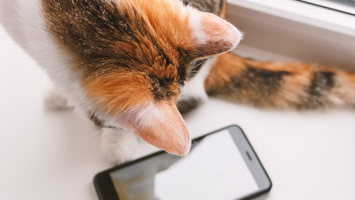 Katze-Smartphone-200152174-AS-Evgenia-Terekhova