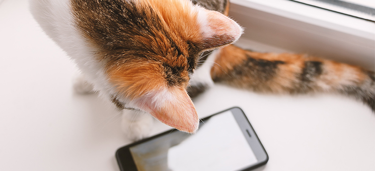Katze-Smartphone-200152174-AS-Evgenia-Terekhova