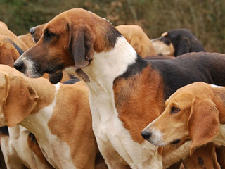 Jagdhunde-Meute-6140235-AS-CHG