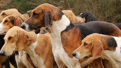 Jagdhunde-Meute-6140235-AS-CHG