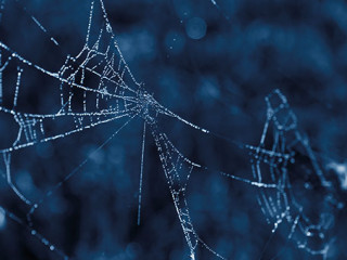 Spinnennetz-307942422-AS-Sofi