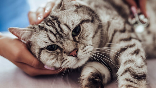 Tieraerztzin-Katze-181906663-AS-Vasyl