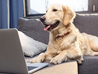 Hund-Laptop-159744426-AS-LIGHTFIELD-STUDIOS
