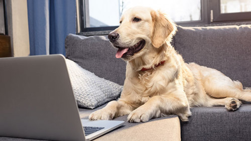 Hund-Laptop-159744426-AS-LIGHTFIELD-STUDIOS