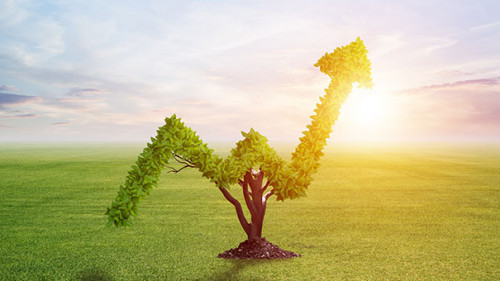 Gruener-Pfeil-Pflanze-262181825-AS-adam121