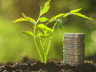 Pflanze-Muenzstapel-269948091-AS-lovelyday12