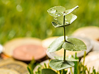 Muenzen-Pflaenzchen-141642032-AS-master1305