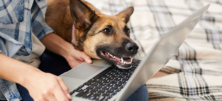 Frau-Laptop-Hund-261868687-AS-Seventyfour