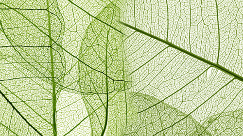 Blaetter-transaprent-142000742-AS-Vera-Kuttelvaserova