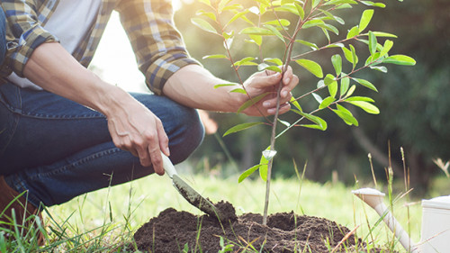 Mann-pflanzt-Baum-191275377-AS-snowing12