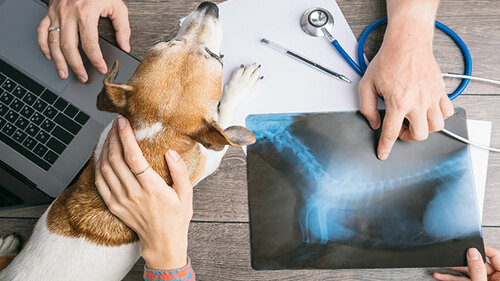 Hund-wird-geroentgt-212562137-AS-Fly_dragonfly