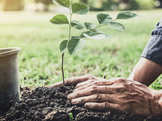 Baum-pflanzen-208279093-AS-Freedomz